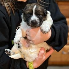 Karakachan Puppies from MI Family Farm