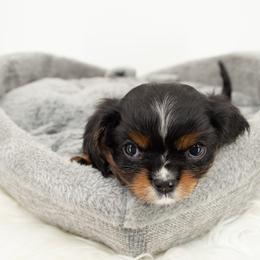 Cavalier King Charles Spaniel Puppies from Heritage Garden Cavaliers