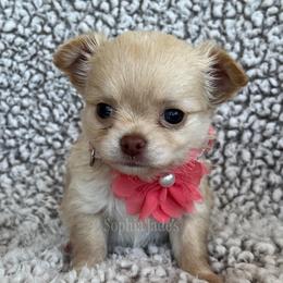 Phoenix - Cream female Chihuahua puppy in Augusta, Georgia from Sophia Jade's Chi Brigade