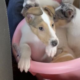 Collie Puppies from Lakeside Collies