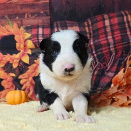 Abu - Black and white male Border Collie puppy in Avilla, Indiana from Borderline Kennels