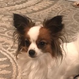 Papillons from Sandy's Pap's