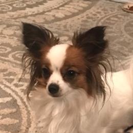 Papillons from Sandy's Pap's