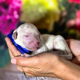 Kale - White male Poodle puppy in Springfield, Oregon from Valaurah Farms