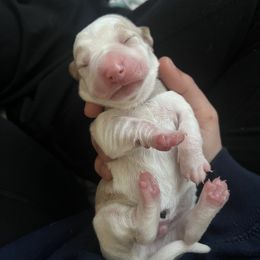 Basset Hound Puppies from Best Friends Bassets
