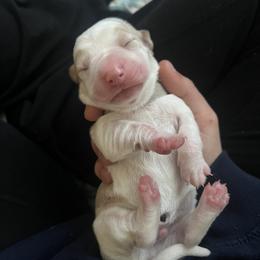 Basset Hound Puppies from Best Friends Bassets
