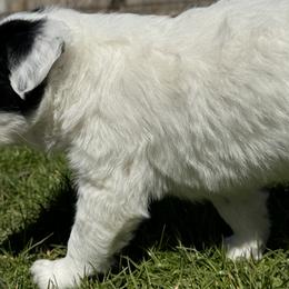 Sporty Mix Puppies from Seay's Sporty Mixes