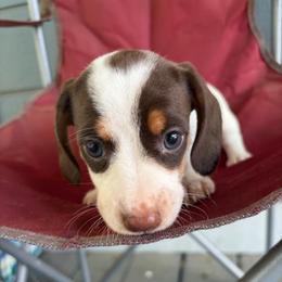Rufus - Piebald male Dachshund puppy in Conroe, Texas from Dots Dachshunds