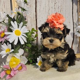 Lilly TEACUP - Black & tan tri-color female Morkie puppy in Monticello, Iowa from Ashley’s Puppies