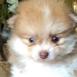 Pomeranians and Yorkshire Terriers from 🤎 Gigi’s Yorkie For Life 🐶