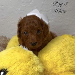 Goldendoodle and Poodle Puppies from Katy's Toy Poodles & Doodles