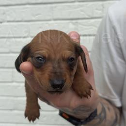 Boy 2 - Sable male Dachshund puppy in Brandon, Mississippi from A & N Kennels