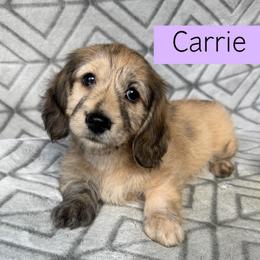 Carrie - Cream Brindle Dapple Silky Wire - Pet Only - 3500 - Dapple female Dachshund puppy in Pauls Valley, Oklahoma from Simply Happy Dachshunds