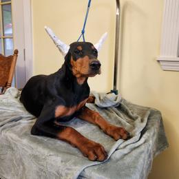 Klaus - Black and rust male Doberman Pinscher puppy in Clinton, Arkansas from Shakarri Irish Setters