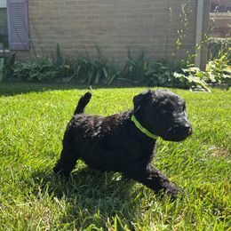 Kerry Blue Terrier Puppies from Costerra Kerry Blue Terriers