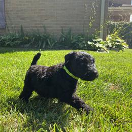 Kerry Blue Terrier Puppies from Costerra Kerry Blue Terriers