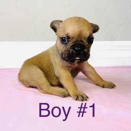 Border Collie and French Bulldog Puppies from JD French Bulldogs and Border Collies