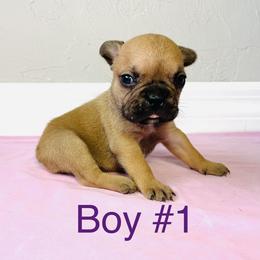 Border Collie and French Bulldog Puppies from JD French Bulldogs and Border Collies