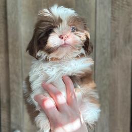 Boy 1 - Liver and white male Shih Tzu puppy in Seguin, Texas from Dolled Up Shih Tzus