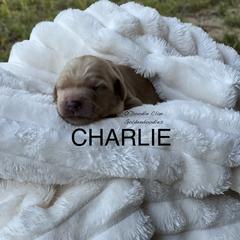 Goldendoodle Puppies from O’Doodle Clan Goldendoodles