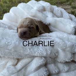 Goldendoodle Puppies from O’Doodle Clan Goldendoodles