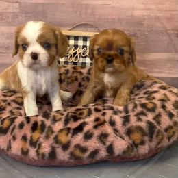 Cavalier King Charles Spaniel Puppies from Pay it Forwood