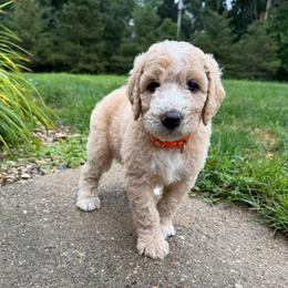 Orange - Girl - Cream female Goldendoodle puppy in Kent City, Michigan from Hannah Mae Doodles