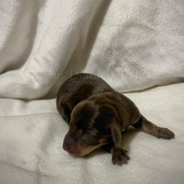 Donner - Chocolate and tan male Dachshund puppy in Colbert, Georgia from Southern Drawl Dachshunds