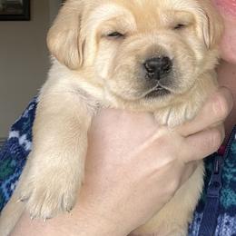Male 4 - Yellow male Labrador Retriever puppy in Hoosick Falls, New York from Findaway Labradors