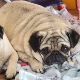 Princess - Pug