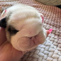 Buzz - Red and white male Bulldog puppy in Fayettville Ar, Arkansas from Ozark Bulldogs