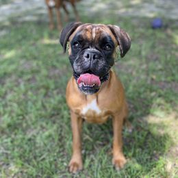 Widow - Boxer