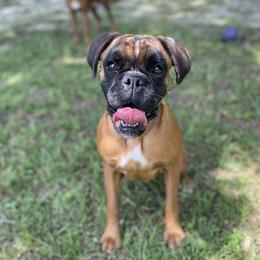 Widow - Boxer