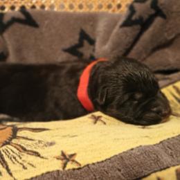 Red - Black and tan male German Shepherd puppy in Dawsonville, Georgia from Vom Aussenseiter
