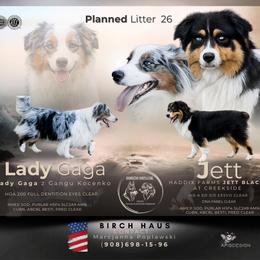 Australian Shepherd puppies from Birch Haus