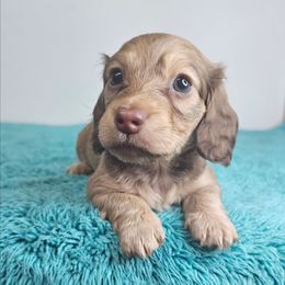 Female 2 (CBC) - Cream female Dachshund puppy in Belle Rive, Illinois from Akin's Miniature Dachshunds, LLC