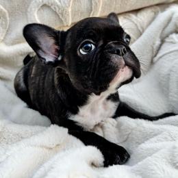Girl 2 - Brindle female French Bulldog puppy in City Of Industry, California from Cert. Frenchies