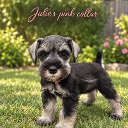Miniature Schnauzer Puppies from Phoenix Ranch