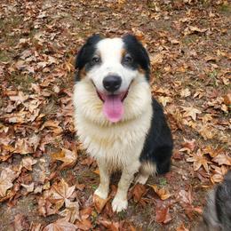 Grover - Black tri-color male Australian Shepherd puppy in Rossville, Tennessee from GoodSprings Aussies
