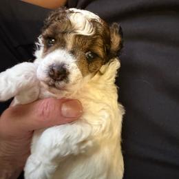 Waylon - Sable male Poodle puppy in Ardmore, Oklahoma from The Poodles of Green Acres