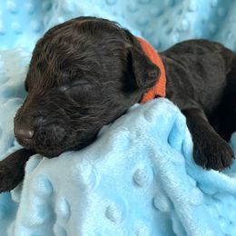 Bernedoodle and Labradoodle Puppies from Delaney Park Doodles