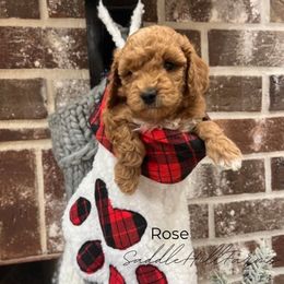 Rose - Red  female Goldendoodle puppy in Rienzi, Mississippi from Saddle Hill Farms