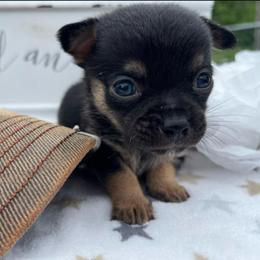 Henry - Black and tan male Chihuahua puppy in Harlan, Iowa from Home Grown Chihuahuas From Iowa