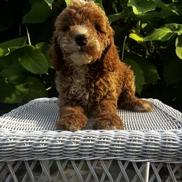 Goldendoodle Puppies from Mini Golden Doodles