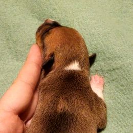 Miniature American Shepherd, Miniature Australian Shepherd, and Rat Terrier Puppies from Rocking 4C