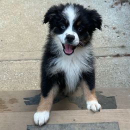 Blake - Black tri male Miniature Australian Shepherd puppy in Phillipsburg, New Jersey from Dusty Dogs Miniature Australian Shepherds