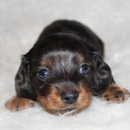 Dapple Male - Dapple male Dachshund puppy in Lily, Kentucky from Little Acres Miniature Dachshunds