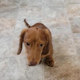 Dachshund Puppies from CLARK'S BREEDING PROGRAM