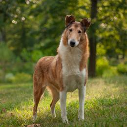 Trifle - Sable and white female Collie puppy in Dickson, Tennessee from Ceilidh Collies
