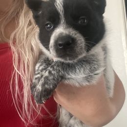 Australian Cattle Dog Puppies from Cactus Heelers Arizona
